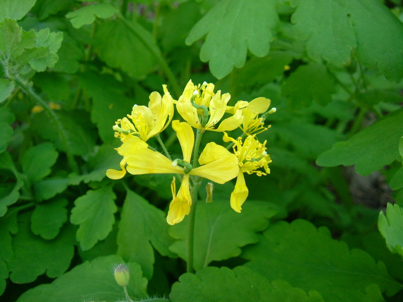 Chelidonium majus / Celidonia